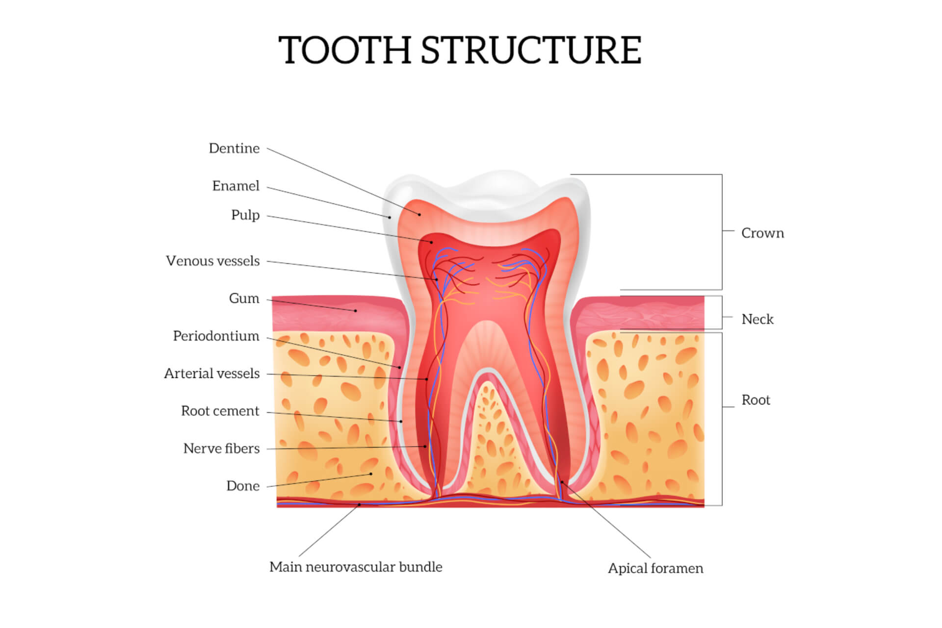 Anatomi dan Fungsi Gigi-Geligi Berdasarkan Jenisnya